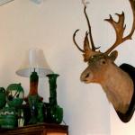 Currently guarding the shop: 1905 Caribou mount.
